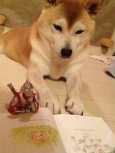 柴犬一天喂几次 给柴犬喂食的时候需要注意什么