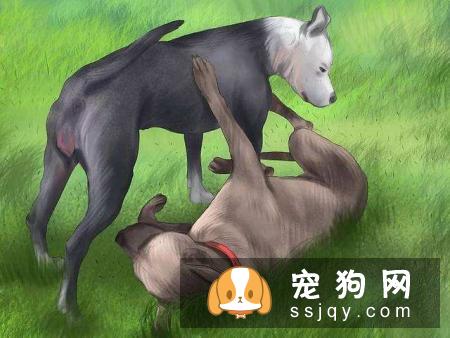 狗狗发情后多久交配，狗狗交配需要准备些什么