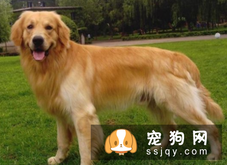 狗狗脱毛的那些事儿_宠物频道