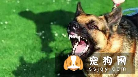 夏季养犬需要注意狗狗这些高发病