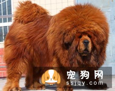 挑选纯种藏獒看这五点就够了