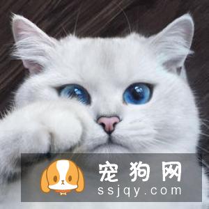宠物为什么那么挑食?了解这些找到根源