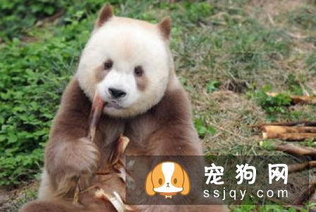 国宝级斗狗，中国沙皮犬应该如何饲养
