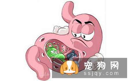 狗狗能不能常吃益生菌，狗狗吃益生菌有什么好处