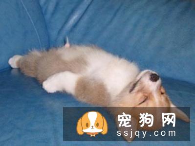 金毛会不会抓老鼠 如何训练金毛抓老鼠