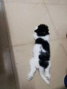 小狗多大可以吃狗粮，小狗吃什么狗粮好？