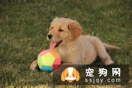 狗狗注射疫苗后没效果，狗狗疫苗免疫失效是什么原因