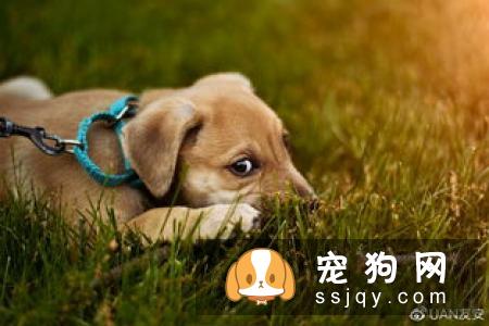 狗狗急性胰腺炎的症状危害及治疗方法
