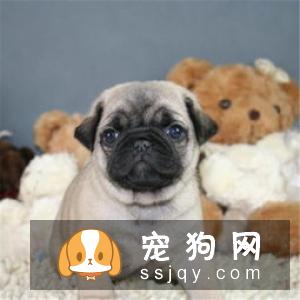 巴哥犬感冒如何治疗?