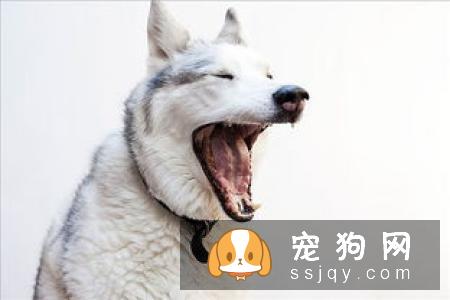 狗狗乱叫怎么办