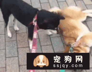 多带着自己的狗狗出去散步