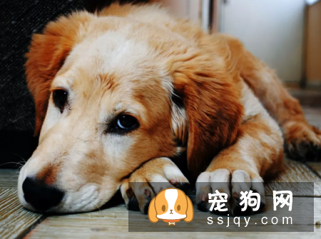 狗狗疯狂舔脚是什么原因
