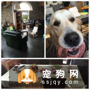 狗狗怀孕迎接新生命，您准备好了吗?