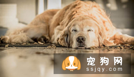 狗狗感冒怎么办最有效 几个小妙招教你轻松解决