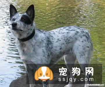 什么狗最聪明最好训? 看看有你家狗狗吗?