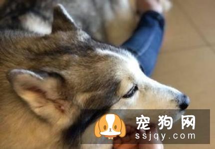 如何纠正狗狗拆家搞破坏