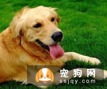 如何应对宠物狗身上长跳蚤