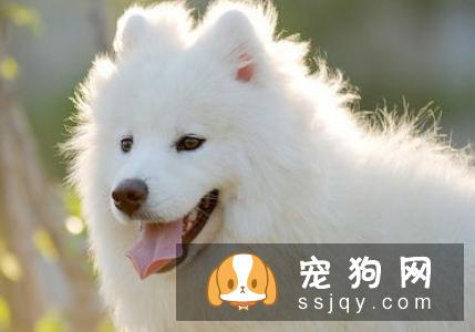 爱能宠物祛味消毒液,有效治疗真菌/细菌引起的皮肤病!