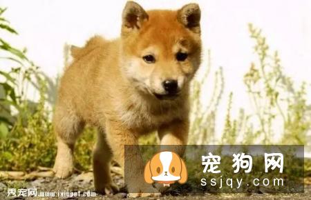 狗狗的记忆力有多长？