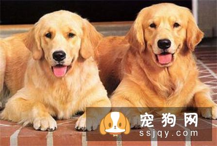 判断狗狗是否怀孕的几种方法