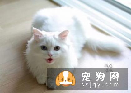 柴犬吃什么发毛 以下三种食物可以让柴犬美毛
