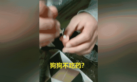狗子乖乖吃药这件事,貌似只发生在它少不更事的时候,还会花样拒绝你