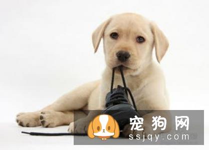 狗狗喜欢咬人应该怎么办