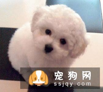 有的食物反而会害了狗狗,知道是哪些吗?