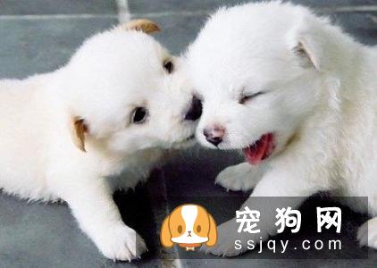 如何训练狗狗趴下