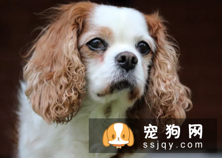 如何确诊狗狗传染性肝炎