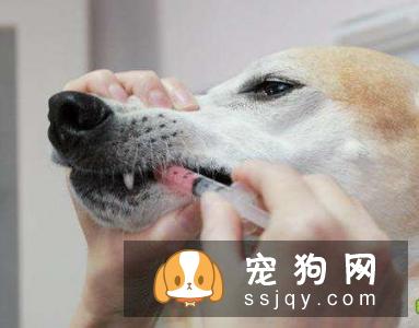 怎样给狗狗喂药水