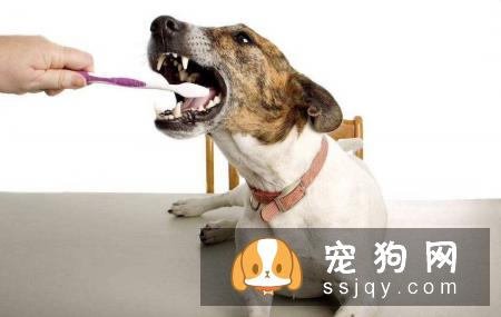 如何给狗狗刷牙