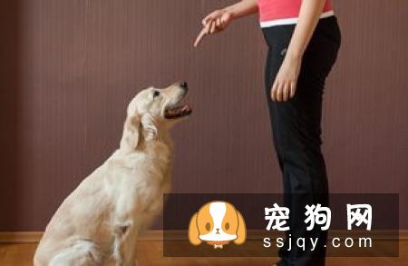 狗狗唤回训练方法，让狗狗乖乖听话