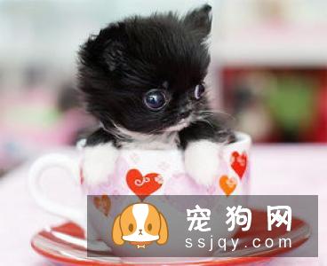 狗怎么养才聪明健康