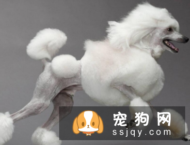 什么狗最聪明最好训? 看看有你家狗狗吗?