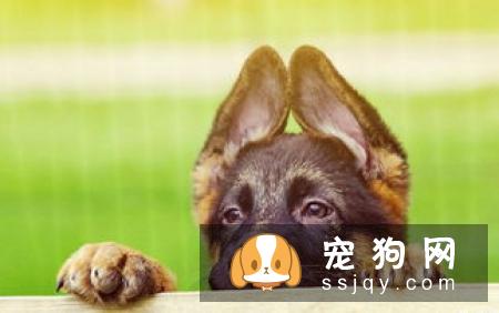 狗狗肢体不能活动的部位