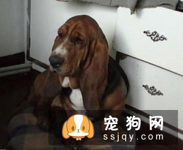 巴吉度猎犬好养吗,怎样训练巴吉度猎犬