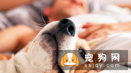 如何纠正狗狗乱吠叫