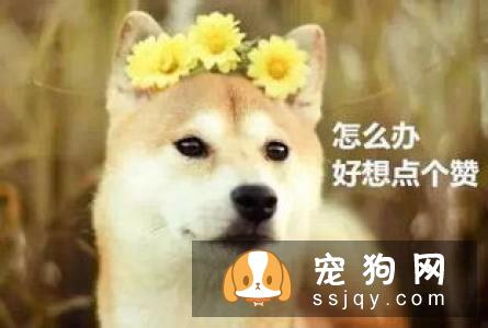 狗狗眼里看到的世界跟人类是一样的吗？