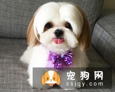 狗狗外伤应该怎么处理