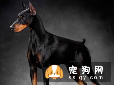 一个月的小狗怎么养比较好？