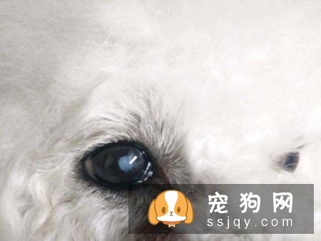 狗狗易患的眼部疾病有哪些