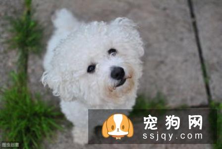 比熊狗粮应该怎么挑选 比熊吃什么狗粮长得好