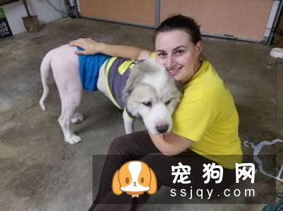 夏季把宠物的毛发剃光，真的有必要吗?