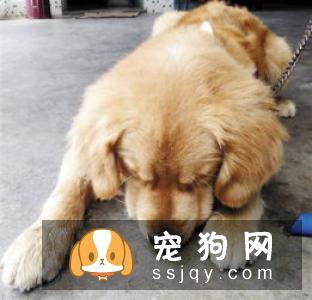 如何正确的给狗狗修剪趾甲!