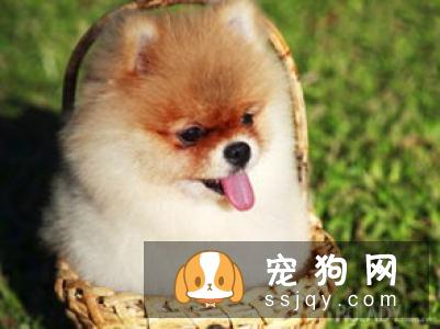 狗狗的皮肤病的处理方式