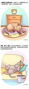 铲屎官必看，家里宠物生病的14种症状！