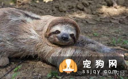 荷兰猎鸟犬的特征及生活习性|饲养|图片