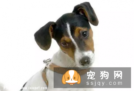 宠物“歪头杀”很可爱？警惕这是前庭症候群！