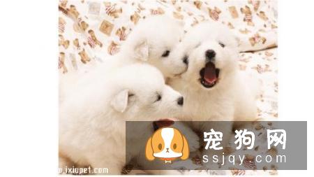 一个月的小狗怎么养比较好？